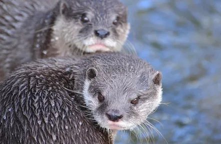水塔猫长什么样子