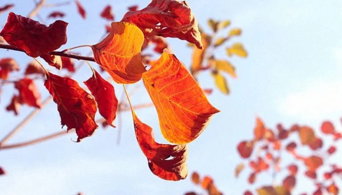 立秋的文案一句话 立秋美文摘抄