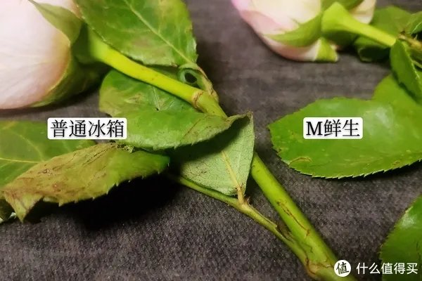 美菱冰箱怎么样