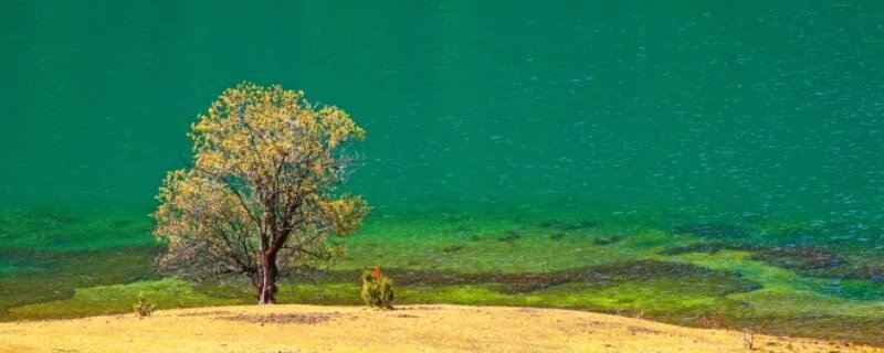 云南白族的三道茶分别是什么