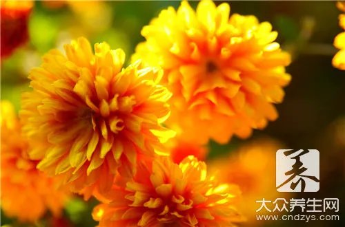 各种花粉的功效与作用