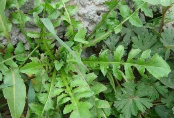 菱角菜有哪些功效