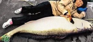 金钱鳘可以人工养殖吗？黄唇鱼为什么难养殖