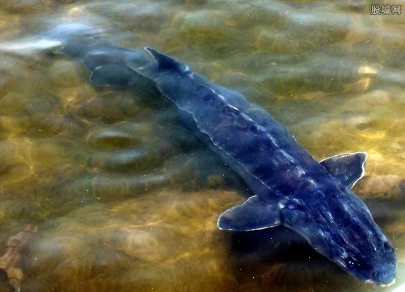 中华鲟多少钱一斤 养殖的中华鲟可以吃吗
