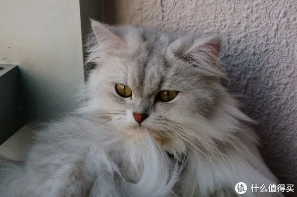 摄影器材 篇一：索尼微单nex6十万快门有感 多个镜头评测