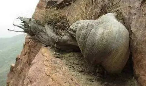 崖柏木的分几种，怎么区分