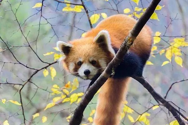 十大奇怪的动物