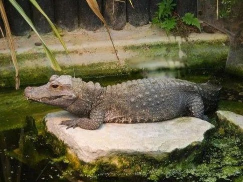 非洲侏儒鳄真实图片长什么样 可以养殖当宠物吗