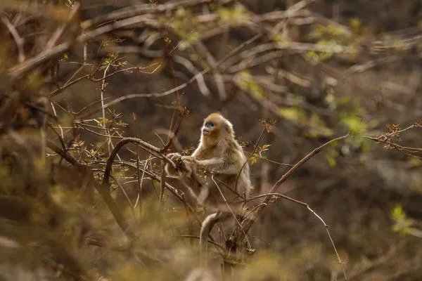 属猴2022年运势及运程 2022年属猴人的全年每月运势
