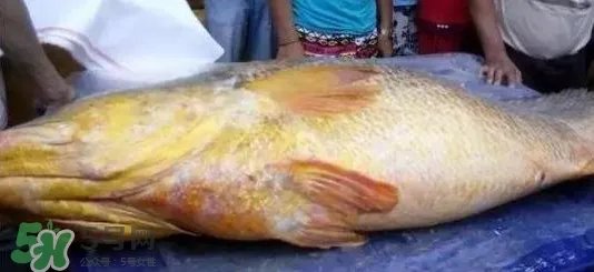 金钱鳘可以人工养殖吗？黄唇鱼为什么难养殖