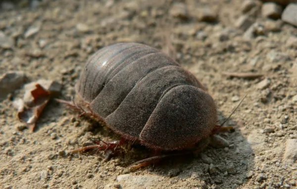 土鳖是什么意思？