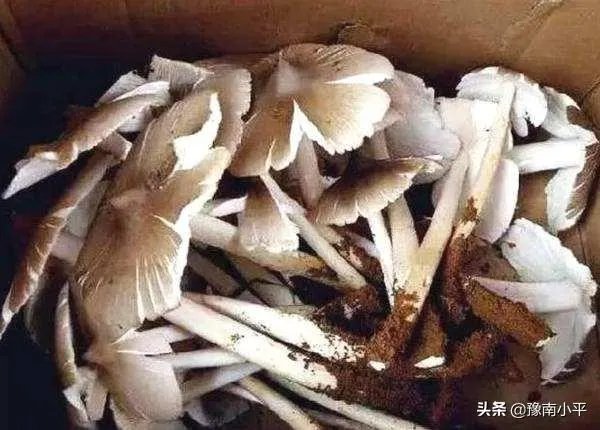 鸡枞与白毒伞的区别是什么？
