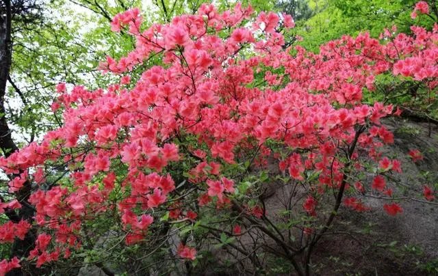 日照五莲山风景区怎么样，值得一去吗？