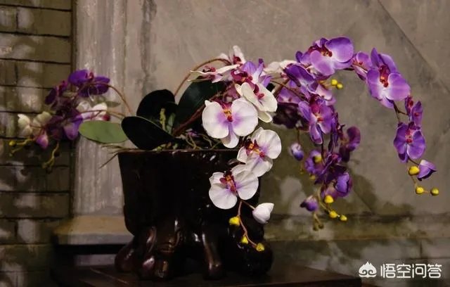 纳兰提花是什么花？