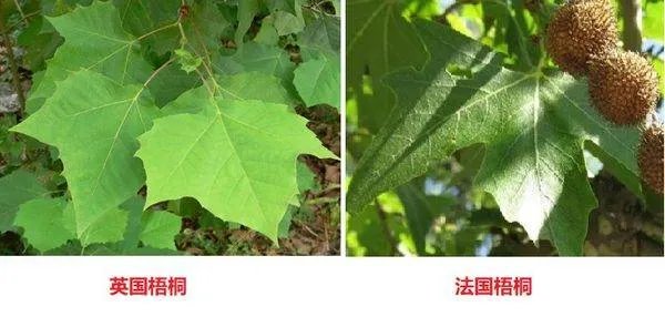 英国梧桐和梧桐的区别