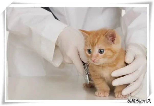 动物医学就业前景？