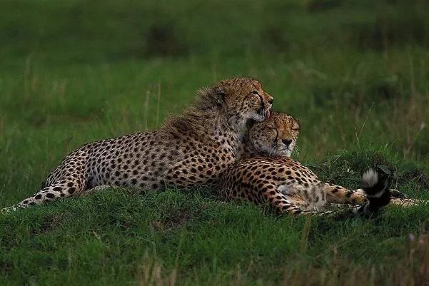 极度十大濒危动物排行榜：第一名产于中国如今几乎灭绝