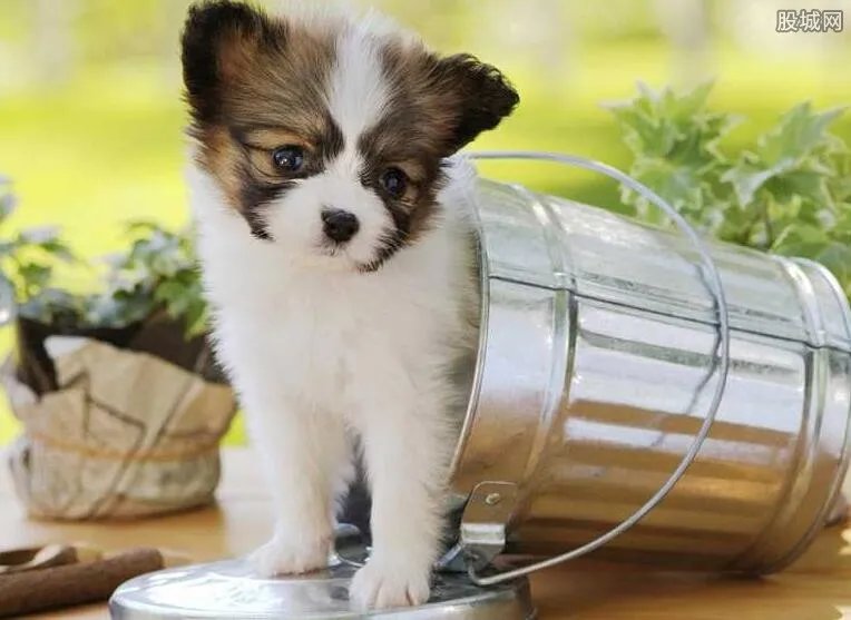 爱狗人士是否了解 蝴蝶犬多少钱一只？