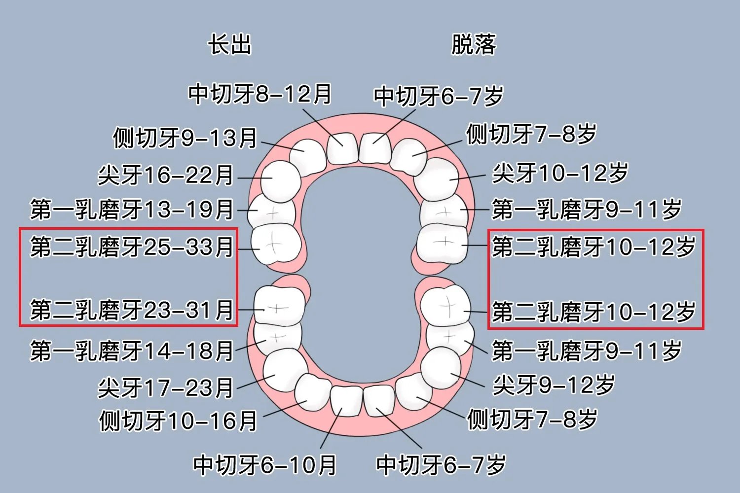 第二乳磨牙是哪颗牙图片