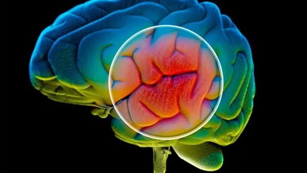 吃什么能增强记忆力