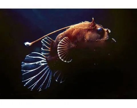 深海安康鱼恐怖长什么样子 怎么做比较好吃