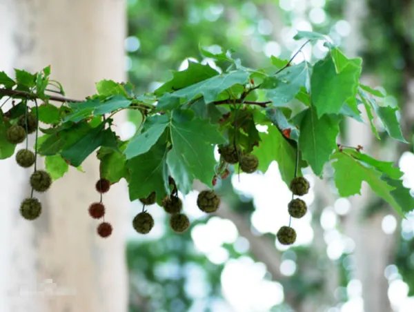 英国梧桐和梧桐的区别