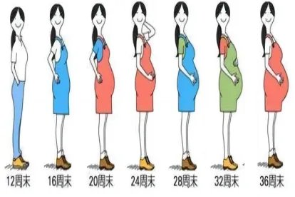 孕期肚子变化图