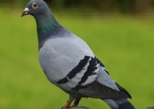 pigeon是什么意思