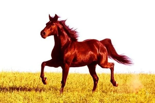 伊犁马和阿哈尔捷金马，到底哪一种才是真正的汗血宝马？