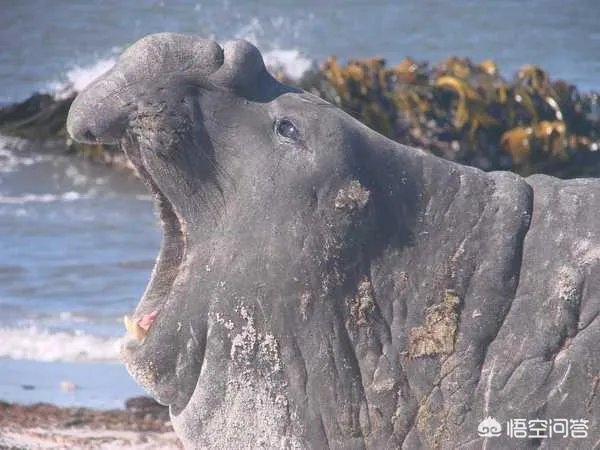 象鼻兽是什么动物