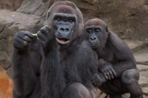 极度十大濒危动物排行榜：第一名产于中国如今几乎灭绝