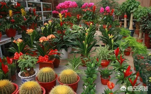 西安有几个花卉市场？