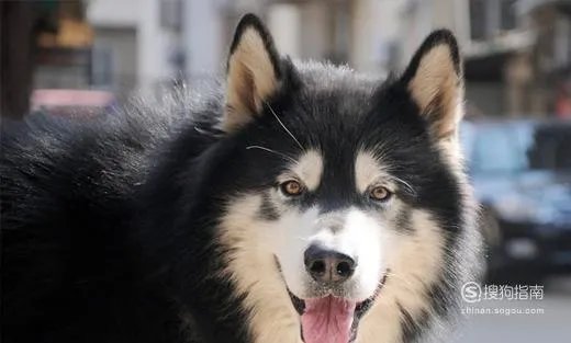 阿拉斯加犬性格