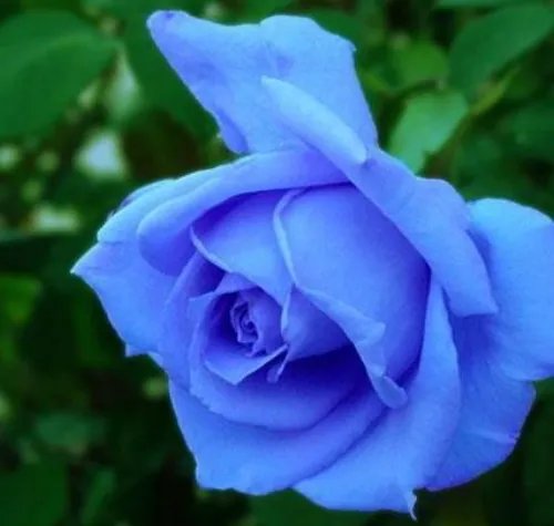 蓝玫瑰的花语是什么 为什么不要轻易送蓝玫瑰