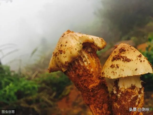 鸡枞与白毒伞的区别是什么？