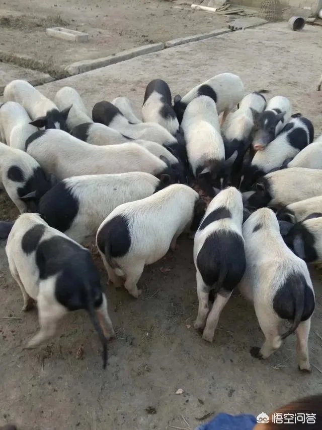 如何鉴别正宗的巴马香猪？