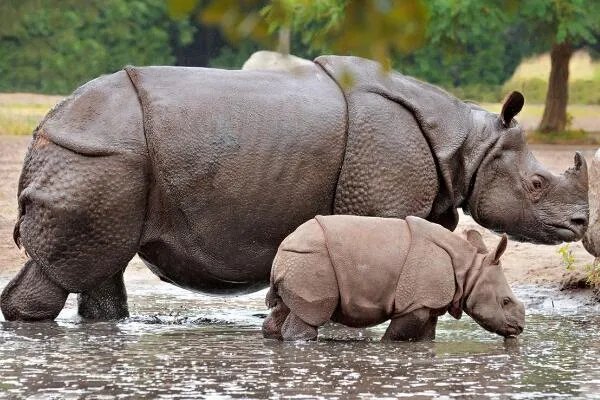 极度十大濒危动物排行榜：第一名产于中国如今几乎灭绝