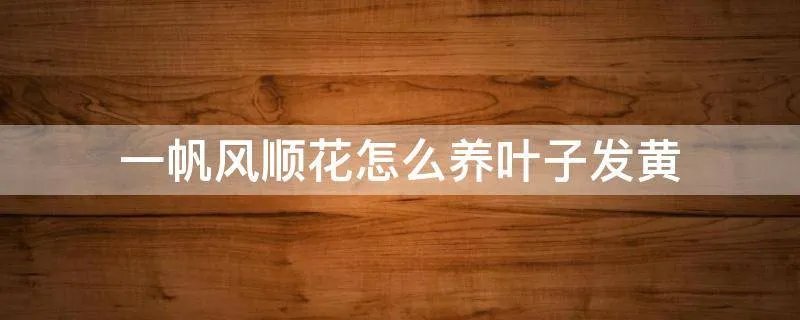 一帆风顺花怎么养叶子发黄