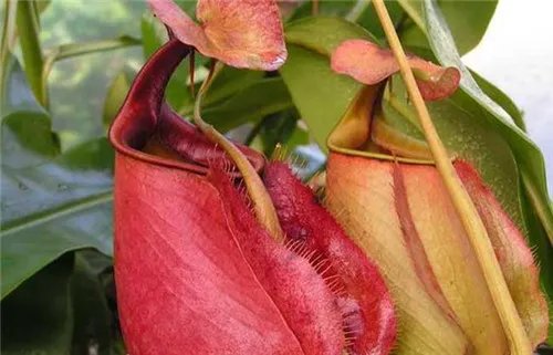 猪笼草种类图片 猪笼草怎么养