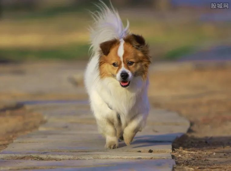 爱狗人士是否了解 蝴蝶犬多少钱一只？