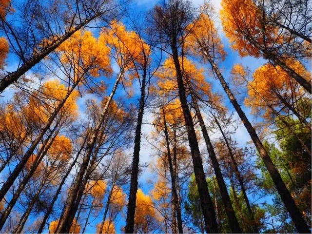 大兴安岭,这么美,你会去看看吗?