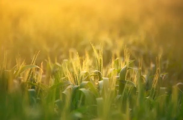 小满节气的特点和风俗 小满当天有什么风俗特色