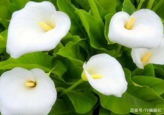 马蹄莲有毒吗？马蹄莲适合室内养吗？