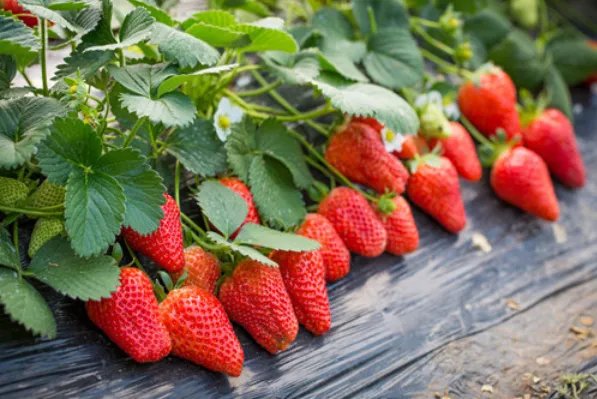 安徽合肥必买的十大特产排行榜合肥烘糕上榜，第八用头发刺绣