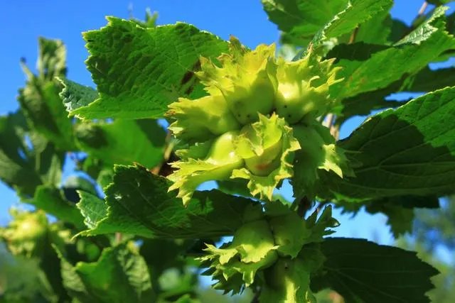 铁岭的榛子很出名吗?