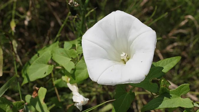 空心菜的营养价值
