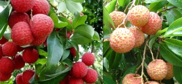 带绿荔枝和普通荔枝有什么区别