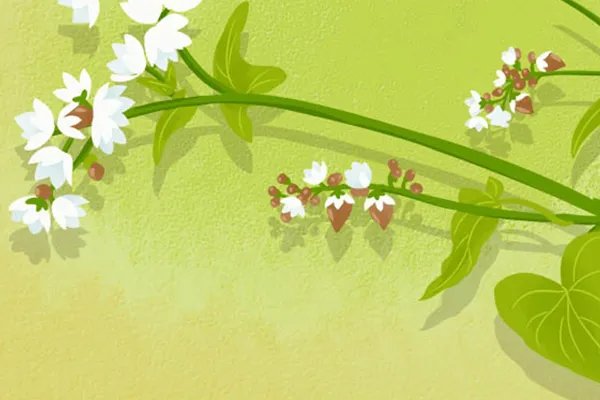 荞麦的功效与作用是什么